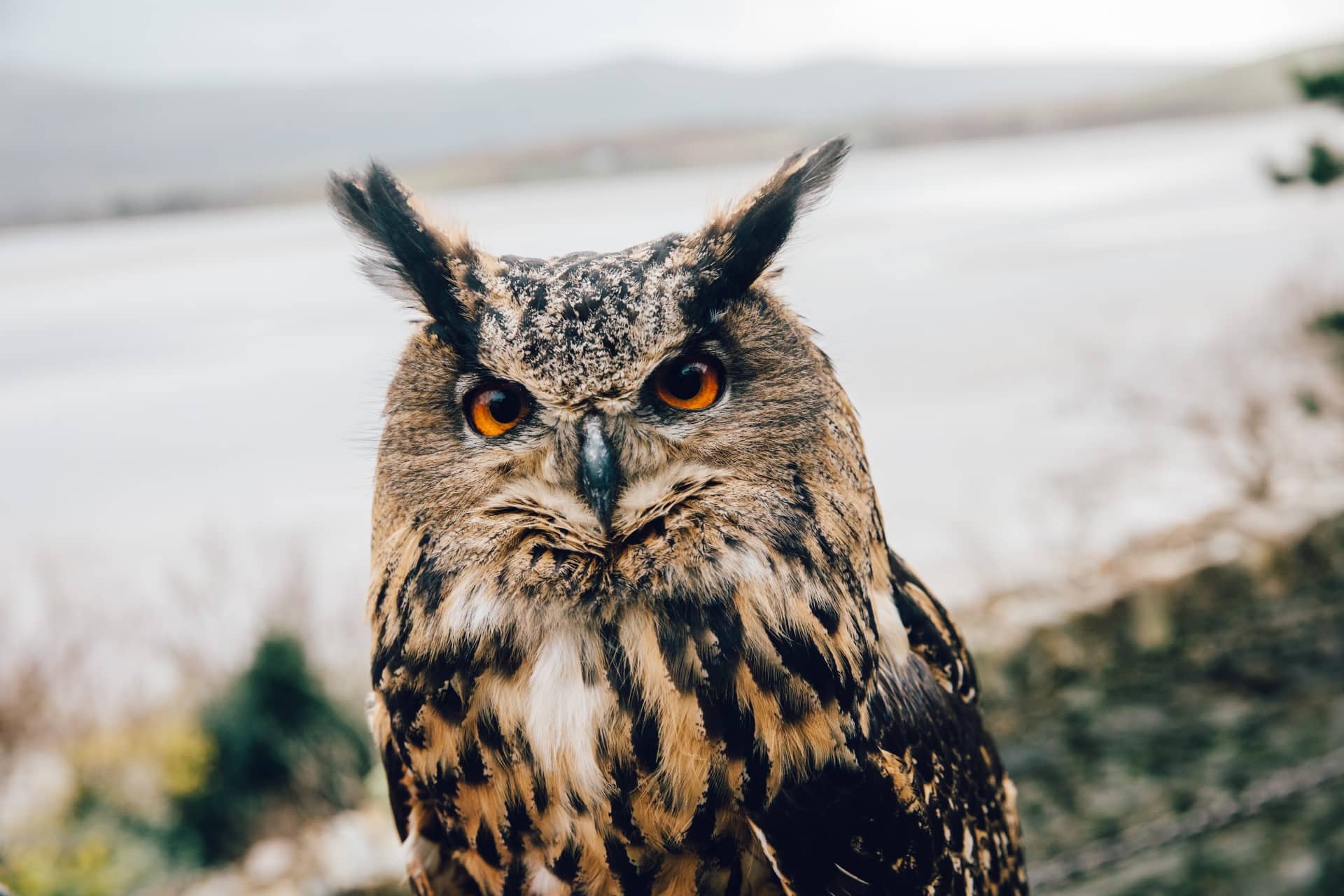 Bird of Prey - Eagle owl 