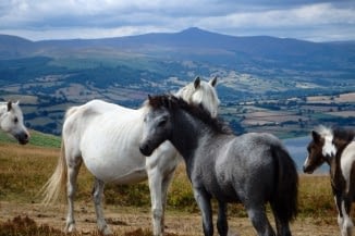 see horses on the Brecon Beacons on Horseback