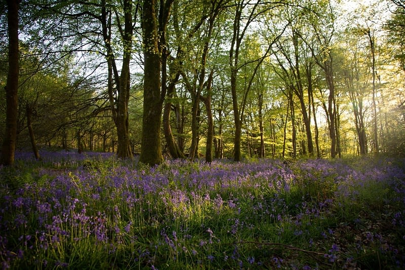 Carpet of bluebells in the evening light in a woodlands in Wales