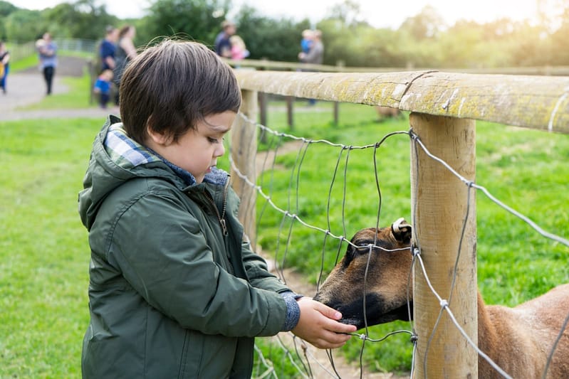 toddler boy feeding goat though a fence