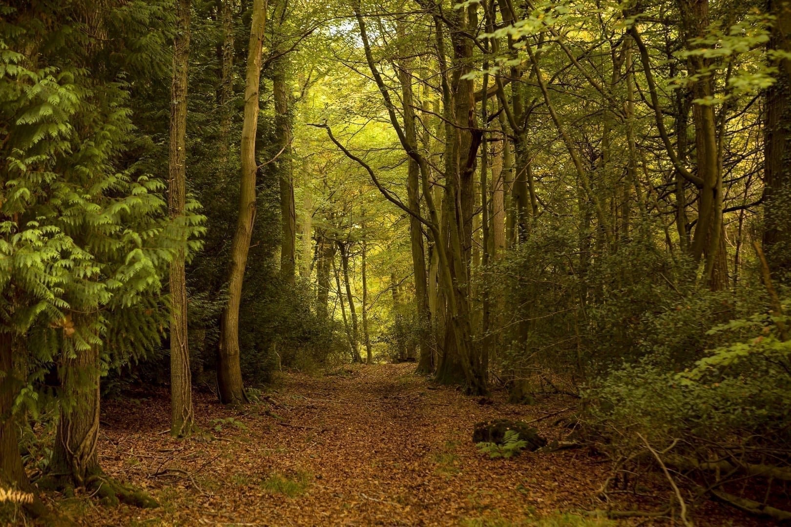 The Forest of Dean lies on the English Welsh border and is an area of outstanding beauty